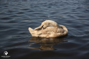 Höckerschwan. Fotografiert im April 2018. Bräunlich schimmernder, ruhender Höckerschwan auf dunklem Wasser