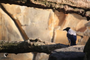 Nebelkrähe. Fotografiert im Oktober 2011. Nebelkrähe, die vor sandfarbenene Steinen auf einem Ast sitzt, den Rücken zur Kamera gedreht