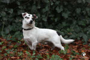 Jack im Tierheim Lüneburg, fotografiert im November 2020.
Mit freundlicher Genehmigung des Tierheims Lüneburg. Weißer Jack-Russel-Terrier vor dunklem Efeu-Bewuchs