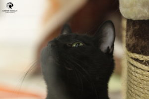 Letizia im Tierheim Lüneburg, fotografiert im März 2022.
Mit freundlicher Genehmigung des Tierheims Lüneburg. Kopf einer schwarzen Katze, die nach oben schaut