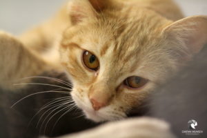 Sia im Tierheim Lüneburg, fotografiert im März 2022.
Mit freundlicher Genehmigung des Tierheims Lüneburg. Portrait einer orange-getigerten Jungkatze, die direkt in die Kamera schaut
