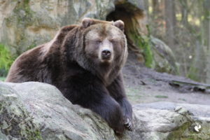 Braunbär im Wildpark Lüneburger Heide, fotografiert im Februar 2022.
Mit freundlicher Genehmigung des Wildparks Lüneburger Heide. Braunbär, der direkt in die Kamera schaut
