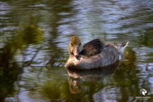 Graugansküken. Fotografiert im Mai 2023. Ein flaumiges Graugansküken schwimmt auf Wasser. Das Jungtier blickt direkt in die Kamera, durch seine Bewegungen kräuselt sich das Wasser um es herum.