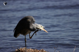 Graureiher. Fotografiert im Mai 2023. Ein Graureiher steht vor einem Wasserlauf. Der unscharfe blaue Hintergrund wird durch ein paar dunklere Striche (Wellen) strukturiert. Währenddessen steht im Vordergrund ein Graureiher auf seinem rechten Bein, während er mit dem linken seinen schief gelegten Kopf kratzt.