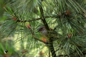 Heckenbraunelle. Fotografiert im Mai 2023 Eine Heckenbraunelle, ein kleiner, zarter und mit seinem braunen Gefieder eher unscheinbarer Singvogel, sitzt in einem grünen Nadelgeäst.