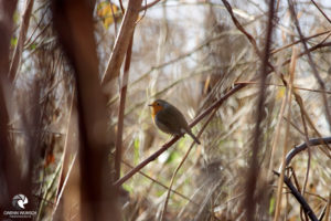 Rotkehlchen. Fotografiert im Februar 2023. Ein Rotkehlchen sitzt in einem Gebüsch, hinter ihm scheint warmes Tageslicht. Nur in winzigen grünen Abschnitten zwischen dem Geäst zu erkennen ist Wiese.