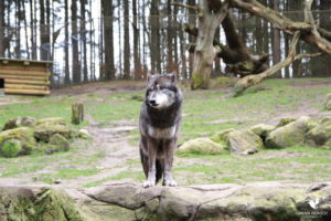 Timberwolf im Tierpark Lüneburger Heide bei Hanstedt-Nindorf, fotografiert im März 2019.
Mit freundlicher Genehmigung des Tierparks Lüneburger Heide. Timberwolf im Wildtiergehege, der zur Seite schaut