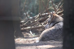 Grauwolf (Eurasischer Wolf) im Tierpark-MV in Güstrow, fotografiert im September 2011.
Mit freundlicher Genehmigung des Tierparks-MV. Liegender Wolf, zwischen Bäumen hindurch fotografiert